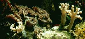 Porzellankrabbe mit Weichkorallen