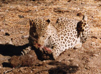 Ein Leopard aus Namibia.